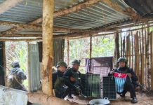 Satgas Pamtas RI-PNG Temukan Ladang Ganja dan Bendera Separatis Papua FOTO: Satgas Pamtas RI-PNG Yonif 512/QY Koops Swasembada berhasil menemukan dan membongkar ladang ganja seluas sekitar 0,5 hektare di rangkaian Pegunungan Bintang, Papua.