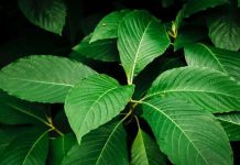 Sempat Masuk Daftar Narkotika Golongan 1, Jadi Buruan Negara Eropa dan AS, Daun Surga itu Kini Diekspor FOTO: Kratom atau "Daun Surga"