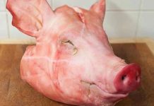 Kebebasan Pers Mulai Dikekang, Wartawan Tempo Dikirimkan Paket Berisi Kepala Babi FOTO: Ilustrasi kepala babi.