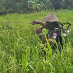 Lanud Yohanis Kapiyau Timika Laksanakan Pemeliharaan Padi Gogo Bersama Petani Binaan FOTO: Serka Kasimirus Anitu, Babinpotdirga Lanud Yohanis Kapiyau bersama petani binaan melaksanakan penyemprotan Padi Gogo di lahan milik Ibu Martina Lies. Bertempat di Kampung Nawaripi, Distrik Wania, Kabupaten Mimika, Propinsi Papua Tengah, Kamis (3/4/2025). (Properti: Puspen TNI)