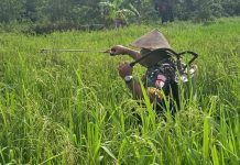 Lanud Yohanis Kapiyau Timika Laksanakan Pemeliharaan Padi Gogo Bersama Petani Binaan FOTO: Serka Kasimirus Anitu, Babinpotdirga Lanud Yohanis Kapiyau bersama petani binaan melaksanakan penyemprotan Padi Gogo di lahan milik Ibu Martina Lies. Bertempat di Kampung Nawaripi, Distrik Wania, Kabupaten Mimika, Propinsi Papua Tengah, Kamis (3/4/2025). (Properti: Puspen TNI)