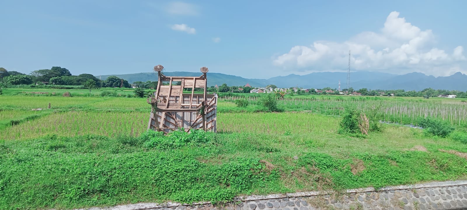 FOTO: Pengrusakan rumah sawah milik para petani di Dusun Kp. Wringin Anom Timur, Desa Wringin Anom, Kecamatan Panarukan, Situbondo oleh orang tak dikenal, Rabu dinihari, 2 April 2025.