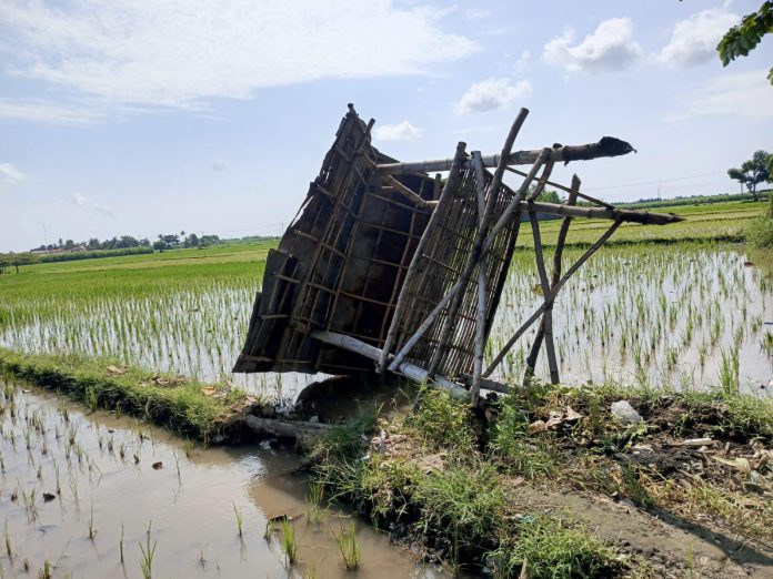 FOTO: Pengrusakan rumah sawah milik para petani di Dusun Kp. Wringin Anom Timur, Desa Wringin Anom, Kecamatan Panarukan, Situbondo oleh orang tak dikenal, Rabu dinihari, 2 April 2025.