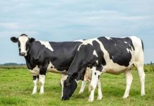 Menuju Swasembada Susu, Kementan datangkan 1.250 ekor Sapi Perah Jenis Frisian Holstein FOTO: Sapi Perah Jenis Frisian Holstein. (Istimewa)