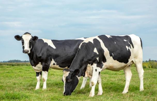 IMG-20250402-WA0222 FOTO: Sapi Perah Jenis Frisian Holstein. (Istimewa)