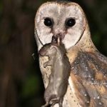 Petani Mengeluh Hama Tikus, Presiden Siapkan 1000 Burung Hantu FOTO: Burung Hantu Serak Jawa (Tyto Alba) memiliki kemampuan mendengar hingga 500 meter, yang memungkinkannya untuk menangkap lebih dari lima tikus per hari. (Istimewa)