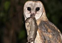 Petani Mengeluh Hama Tikus, Presiden Siapkan 1000 Burung Hantu FOTO: Burung Hantu Serak Jawa (Tyto Alba) memiliki kemampuan mendengar hingga 500 meter, yang memungkinkannya untuk menangkap lebih dari lima tikus per hari. (Istimewa)