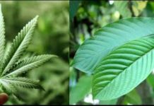 Menteri HAM Secara Tegas Menolak Legalisasi Ganja dan Kratom FOTO: Daun Ganja dan Kratom (Kolase)