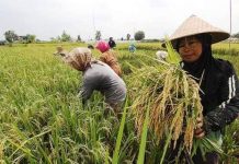 Diatas Pertumbuhan Ekonomi Nasional, Sulsel Capai 5,78 Persen, Dipengaruhi dari Sektor Pertanian FOTO: Petani di Provinsi Sulawesi Selatan saat musim panen 2024.(Properti VN Media)