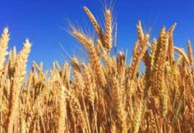 Libatkan 54 Kampus, Pemerintah Lakukan Pengembangan Tanaman Gandum FOTO: Tanaman Gandum (sumber google.com)