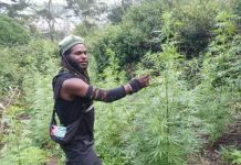 Punya Kebun Ganja, Pimpinan TPNPB-OPM Tawarkan ke Pejabat FOTO: Pimpinan TPNPB-OPM, Kodap III Ndugama Derakma, Egianus Kogoya sedang di kebun ganja. (Sumber: Galeri Papua)
