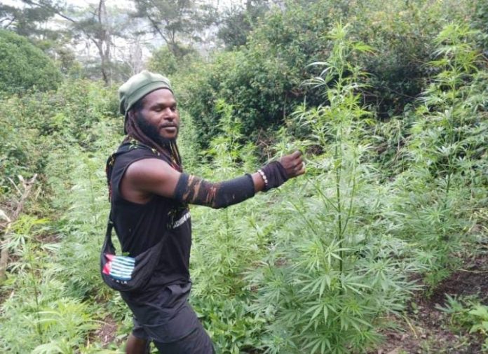 FOTO: Pimpinan TPNPB-OPM, Kodap III Ndugama Derakma, Egianus Kogoya sedang di kebun ganja. (Sumber: Galeri Papua)