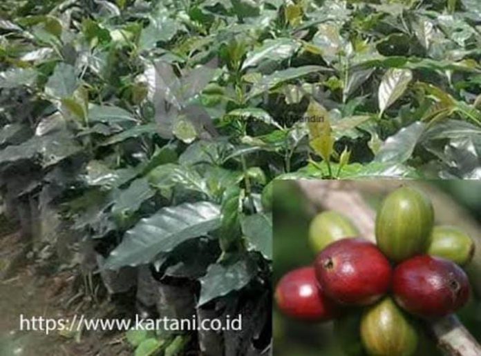 IMG-20250813-WA0097 FOTO: Ilustrasi bibit kopi
