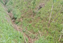 Mengungkap Sindikat Perusakan Hutan di Situbondo, Perhutani Laporkan Kasus ke APH (Part:1)