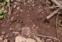 Dugaan Perusakan Hutan di Situbondo, Pelaku Belum Tertangkap Tangan Sejak 8 Bulan Lalu (Part: 2)