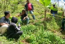 Pemuda Justicia Apresiasi Kapolres Bulukumba Atas Pengungkapan Lahan Ganja FOTO: Kepolisian Resor Bulukumba berhasil menemukan ladang ganja di Bangsalayya, Kelurahan Borongrappoa, Kecamatan Kindang, Bulukumba, Selasa (2/9/2025). (Properti via Berandanews)