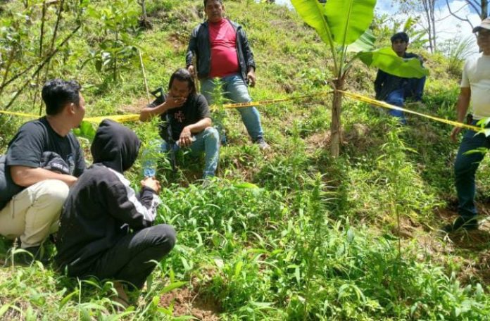 FOTO: Kepolisian Resor Bulukumba berhasil menemukan ladang ganja di Bangsalayya, Kelurahan Borongrappoa, Kecamatan Kindang, Bulukumba, Selasa (2/9/2025). (Properti via Berandanews)