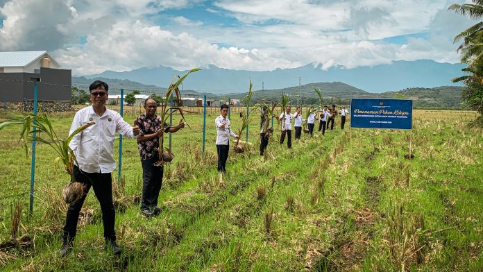 FOTO: Rumah Tahanan Negara Kelas IIB Barru melaksanakan kegiatan penanaman pohon kelapa sebagai bagian dari gerakan nasional mendukung ketahanan pangan.