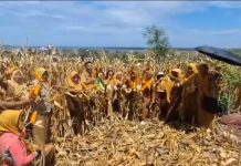 Dukung Program Ketahanan Pangan Presiden Prabowo, “Jagung Jago Unhas” Diakui Kementan FOTO: Panen perdana Jagung Jago Unhas, dengan hasil sebanyak 5 ton. Sementara panen kedua yang berlangsung pada Senin (15/9) menghasilkan 8,8 ton per hektar.