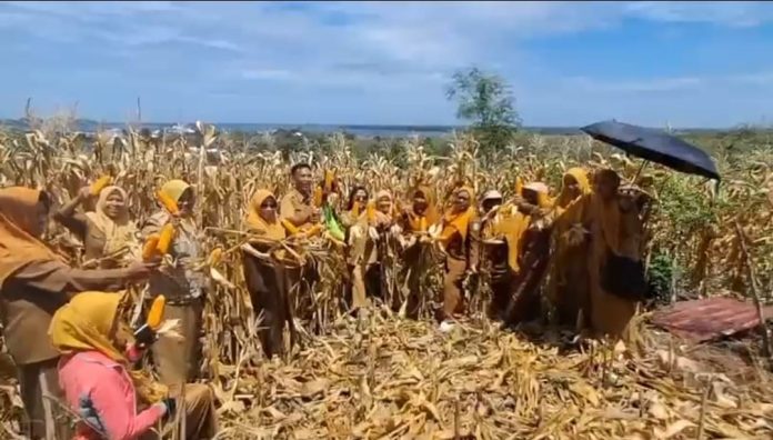 IMG-20250917-WA0374 FOTO: Panen perdana Jagung Jago Unhas, dengan hasil sebanyak 5 ton. Sementara panen kedua yang berlangsung pada Senin (15/9) menghasilkan 8,8 ton per hektar.