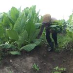 PTPN Cadangkan 500 Hektare Lahan untuk Hidupkan Kembali Kejayaan Tembakau Del FOTO: Petani Tembakau di Deli Serdang, Sumatera Utara.