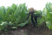 PTPN Cadangkan 500 Hektare Lahan untuk Hidupkan Kembali Kejayaan Tembakau Del FOTO: Petani Tembakau di Deli Serdang, Sumatera Utara.
