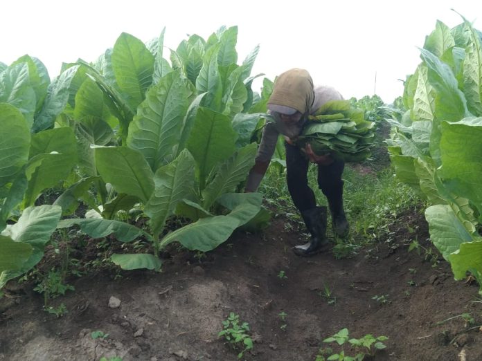 IMG-20251020-WA0389 FOTO: Petani Tembakau di Deli Serdang, Sumatera Utara.