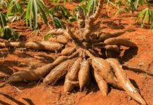 Bahan Bakar Bensin Dicampur Etanol, Pemerintah Sarankan Petani Tanam Singkong FOTO: Buah singkong properti via google.