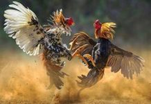 Ketua IWO Toraja Raya Minta Kapolres Tana Toraja Serius Berantas Judi Sabung Ayam Gambar: Ilustrasi Sambung Ayam