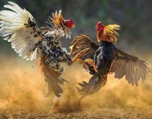 Ketua IWO Toraja Raya Minta Kapolres Tana Toraja Serius Berantas Judi Sabung Ayam Gambar: Ilustrasi Sambung Ayam