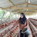 Danantara Siapkan Investasi Senilai Rp 20 triliun untuk Membangun Peternakan Ayam: Kebutuhan MBG FOTO: Pelaku usaha ayam petelur di Subang, Jawa Barat. (Properti Balai Veteriner Subang)