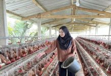 Danantara Siapkan Investasi Senilai Rp 20 triliun untuk Membangun Peternakan Ayam: Kebutuhan MBG FOTO: Pelaku usaha ayam petelur di Subang, Jawa Barat. (Properti Balai Veteriner Subang)