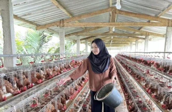 IMG-20251108-WA0128 FOTO: Pelaku usaha ayam petelur di Subang, Jawa Barat. (Properti Balai Veteriner Subang)