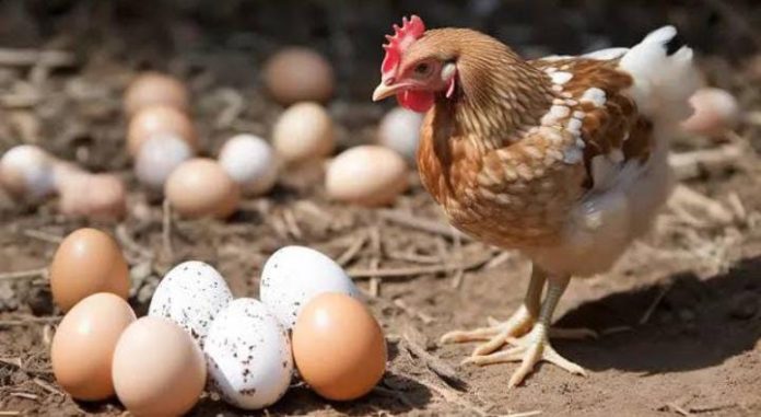 FOTO: Ayam petelur (properti: pngtree)