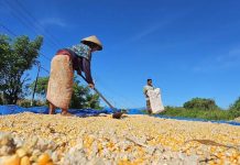Jelang PENAS Petani Nelayan XVII 2026, Kementan Matangkan Koordinasi Bersama Pemda Gorontalo FOTO: Petani saat mengeringkan jagung miliknya. (Dok. Kementan)