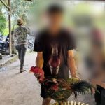 Judi Sabung Ayam Kembali Marak: Ada “Rambut Cepak” Diuji Nyali Kapolsek Medan Tuntungan Tegakkan Hukum FOTO: Salah satu warga yang sedang berada di lokasi Sabung ayam di di Gang Sejati, Ladang Bambu (dekat kolam), Kecamatan Medan Tuntungan, Kota Medan. Sabtu (14/2/2026). (Istimewa)