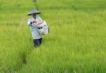 Mentan Amran: Antisipasi Kekeringan dan Ketegangan Geopolitik FOTO: Petani melakukan aktivitas penyiraman pupuk di areal persawahan. (Dok. Kementan)