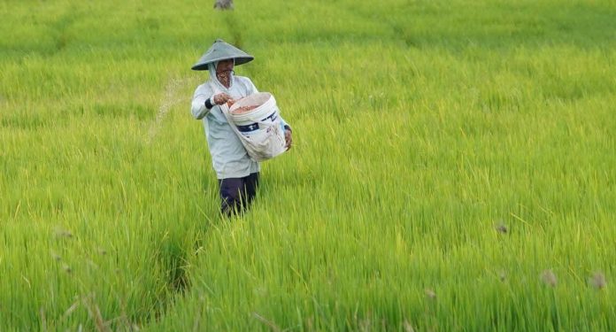 FOTO: Petani melakukan aktivitas penyiraman pupuk di areal persawahan. (Dok. Kementan)