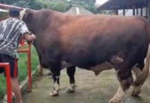 Kementan-Setpres Prioritaskan Sapi Kurban Bantuan Presiden 2026 dari Peternak Lokal FOTO: Sapi Kurban Prabowo Subianto di Wonosobo pada perayaan Idul Adha tahun 2025. (Sumber : Tangkapan layar/Instagram @pesonafmwonosobo)