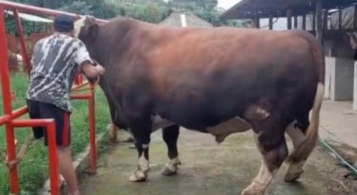 FOTO: Sapi Kurban Prabowo Subianto di Wonosobo pada perayaan Idul Adha tahun 2025. (Sumber : Tangkapan layar/Instagram @pesonafmwonosobo)