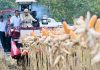 Perkuat Ketahanan Pangan Nasional, Presiden Prabowo Turun Langsung Panen Jagung di Tuban FOTO: Presiden Prabowo Subianto memimpin langsung Panen Raya Jagung Serentak Kuartal II Tahun 2026 di Kabupaten Tuban, Jawa Timur, Sabtu, 16 Mei 2026. (Sumber: BPMI Setpres)