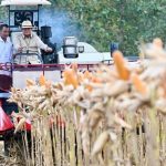 Perkuat Ketahanan Pangan Nasional, Presiden Prabowo Turun Langsung Panen Jagung di Tuban FOTO: Presiden Prabowo Subianto memimpin langsung Panen Raya Jagung Serentak Kuartal II Tahun 2026 di Kabupaten Tuban, Jawa Timur, Sabtu, 16 Mei 2026. (Sumber: BPMI Setpres)