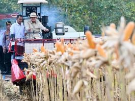 Perkuat Ketahanan Pangan Nasional, Presiden Prabowo Turun Langsung Panen Jagung di Tuban FOTO: Presiden Prabowo Subianto memimpin langsung Panen Raya Jagung Serentak Kuartal II Tahun 2026 di Kabupaten Tuban, Jawa Timur, Sabtu, 16 Mei 2026. (Sumber: BPMI Setpres)