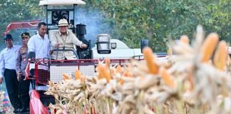 Perkuat Ketahanan Pangan Nasional, Presiden Prabowo Turun Langsung Panen Jagung di Tuban FOTO: Presiden Prabowo Subianto memimpin langsung Panen Raya Jagung Serentak Kuartal II Tahun 2026 di Kabupaten Tuban, Jawa Timur, Sabtu, 16 Mei 2026. (Sumber: BPMI Setpres)