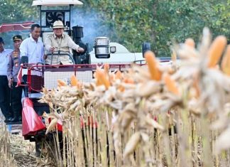 Perkuat Ketahanan Pangan Nasional, Presiden Prabowo Turun Langsung Panen Jagung di Tuban FOTO: Presiden Prabowo Subianto memimpin langsung Panen Raya Jagung Serentak Kuartal II Tahun 2026 di Kabupaten Tuban, Jawa Timur, Sabtu, 16 Mei 2026. (Sumber: BPMI Setpres)