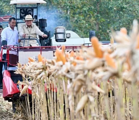 Perkuat Ketahanan Pangan Nasional, Presiden Prabowo Turun Langsung Panen Jagung di Tuban FOTO: Presiden Prabowo Subianto memimpin langsung Panen Raya Jagung Serentak Kuartal II Tahun 2026 di Kabupaten Tuban, Jawa Timur, Sabtu, 16 Mei 2026. (Sumber: BPMI Setpres)