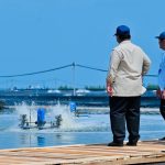 Presiden Prabowo Panen Raya Udang di BUBK Kebumen, Perkuat Budi Daya Modern dan Ketahanan Pangan Nasional FOTO; Presiden Prabowo Subianto menyaksikan panen raya udang dan meninjau kegiatan sortir hasil panen di lokasi tambak Budi Daya Udang Berbasis Kawasan (BUBK) Kebumen, Jawa Tengah, Sabtu (23/05/2026). (Sumber: BPMI Setpres)