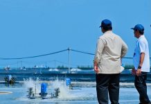 Presiden Prabowo Panen Raya Udang di BUBK Kebumen, Perkuat Budi Daya Modern dan Ketahanan Pangan Nasional FOTO; Presiden Prabowo Subianto menyaksikan panen raya udang dan meninjau kegiatan sortir hasil panen di lokasi tambak Budi Daya Udang Berbasis Kawasan (BUBK) Kebumen, Jawa Tengah, Sabtu (23/05/2026). (Sumber: BPMI Setpres)