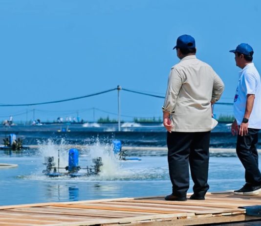 Presiden Prabowo Panen Raya Udang di BUBK Kebumen, Perkuat Budi Daya Modern dan Ketahanan Pangan Nasional FOTO; Presiden Prabowo Subianto menyaksikan panen raya udang dan meninjau kegiatan sortir hasil panen di lokasi tambak Budi Daya Udang Berbasis Kawasan (BUBK) Kebumen, Jawa Tengah, Sabtu (23/05/2026). (Sumber: BPMI Setpres)