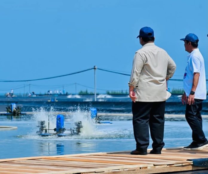 FOTO; Presiden Prabowo Subianto menyaksikan panen raya udang dan meninjau kegiatan sortir hasil panen di lokasi tambak Budi Daya Udang Berbasis Kawasan (BUBK) Kebumen, Jawa Tengah, Sabtu (23/05/2026). (Sumber: BPMI Setpres)